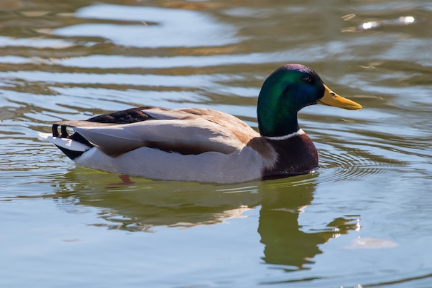 Wilde eend Wilde eend Anas platyrhynchos. Mannelijke eend.