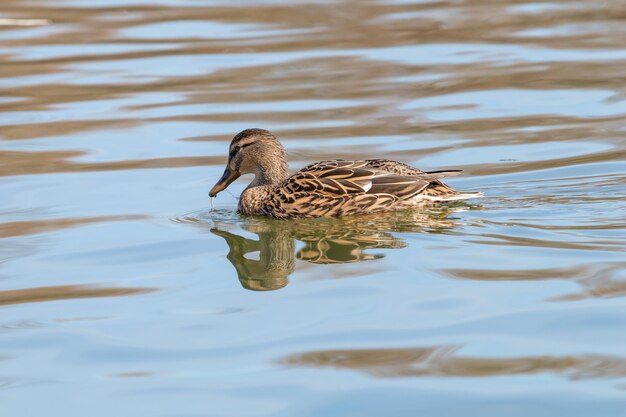 Foto wilde eend wilde eend anas platyrhynchos. vrouwelijke eend.