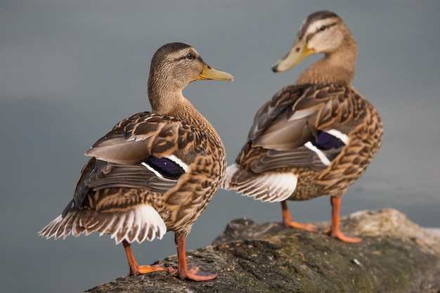 Wilde eend zwemt in het meer