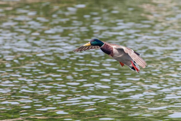 Wilde eendeend die op het water landt