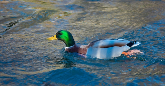 Wilde eendeend op de rivier