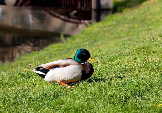 Wilde eenden die in het warme seizoen op het groene gras rusten