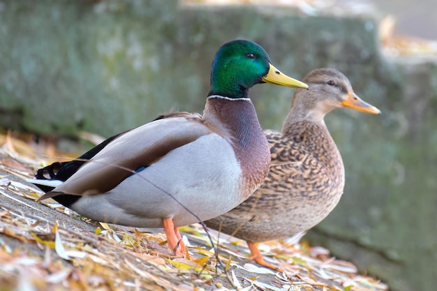 Wilde eenden die op de oever van het meer rusten. Vogelobservatieconcept.