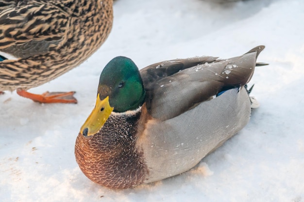 Wilde eenden in de sneeuw Portret van een mannelijke wilde eend in het winterseizoen