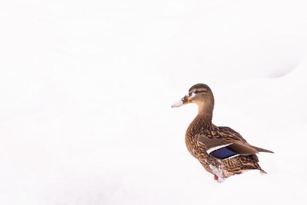 Wilde eenden lopen in de sneeuw bij de vijver in het stadspark