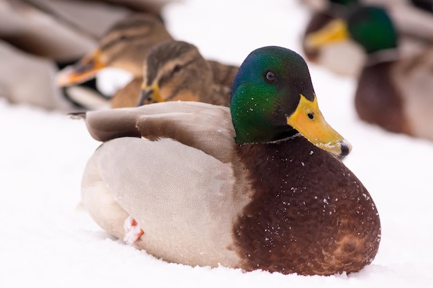 Wilde eenden lopen in de sneeuw bij de vijver in het stadspark