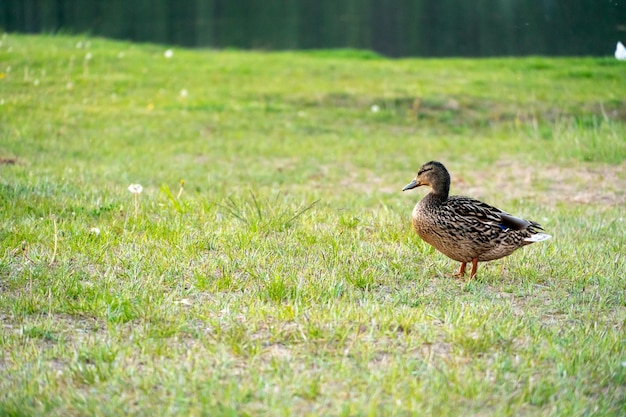 Wilde eenden lopen op het groene strand in het park In de zomer zwemmen eenden op het meer Jacht op wild in het bos