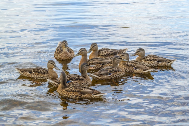 Wilde eenden met eendjes zwemmen in vijverwater.