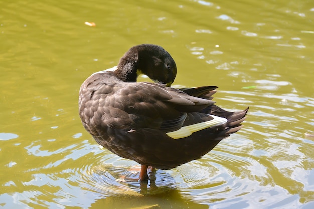 Foto wilde eenden op een vijver