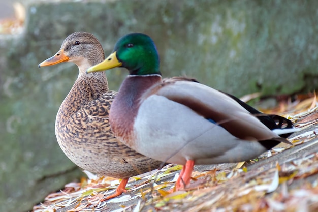 Wilde eenden rusten op de oever van het meer Birdwatching concept