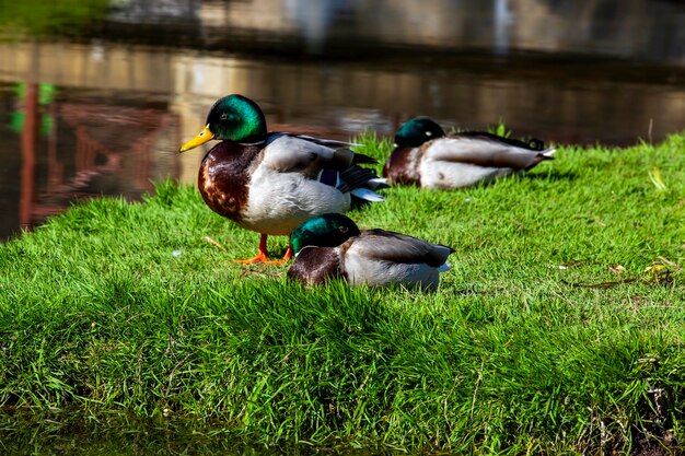 Wilde eenden wandelen in het park