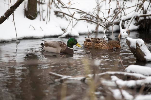 Wilde eenden zwemmen in een besneeuwde vijver