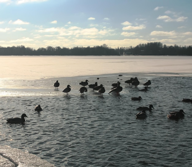 Wilde eenden zwemmen op de rivier de Daugava in de winter in Riga, Letland, Oost-Europa.