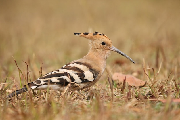 Wilde Euraziatische hop in de natuurhabitat