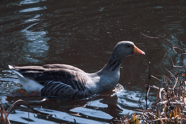 Wilde ganzen eten in de rivier Boze grijze gans close-up in vuil donker water Het probleem van ecologie in de natuur