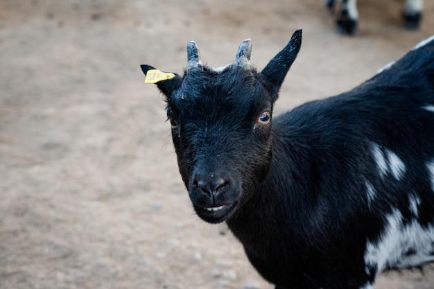 Foto wilde geit in de dierentuin