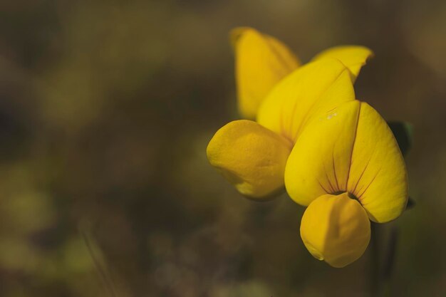 Wilde gele bloem in een veld met achtergrond in vintage tinten en ruimte voor kopiëren
