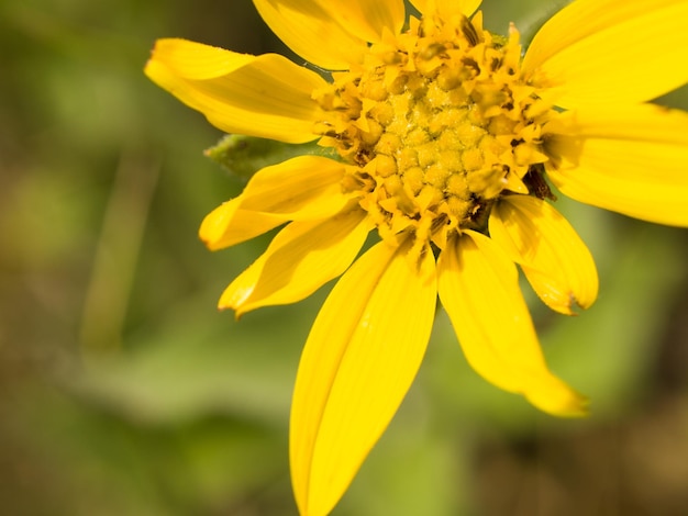 Wilde gele bloem.