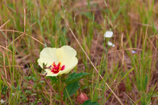 wilde gele en rode rustieke bloemen die in de lente bloeien