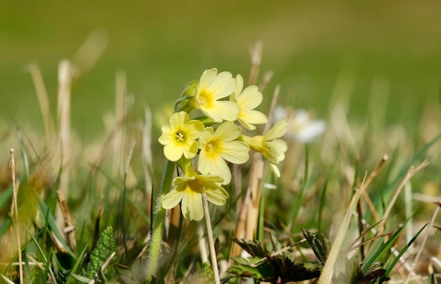 Wilde gele krokus