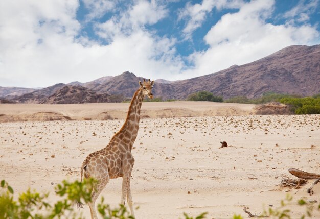 Wilde giraf in de Afrikaanse bush, Namibië