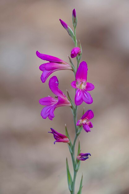 Wilde gladiolen Gladiolus illyricus Malaga Spanje