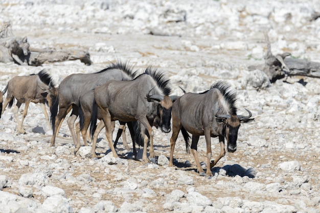 Wilde gnu-antilope binnen in afrikaans nationaal park