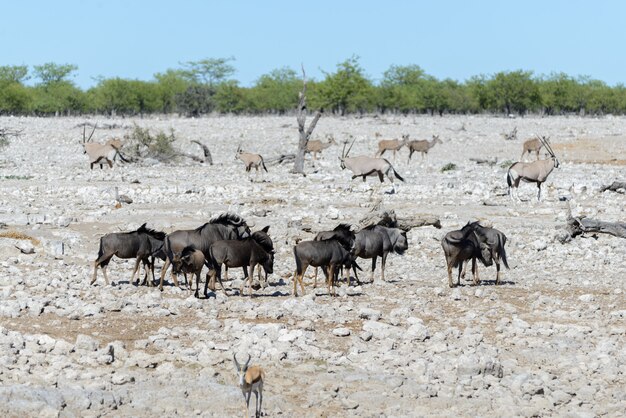 Wilde gnu-antilope binnen in afrikaans nationaal park