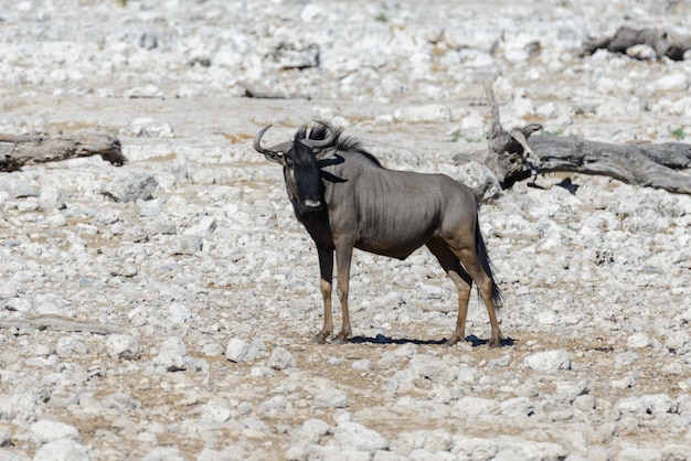 Wilde gnu-antilope binnen in afrikaans nationaal park