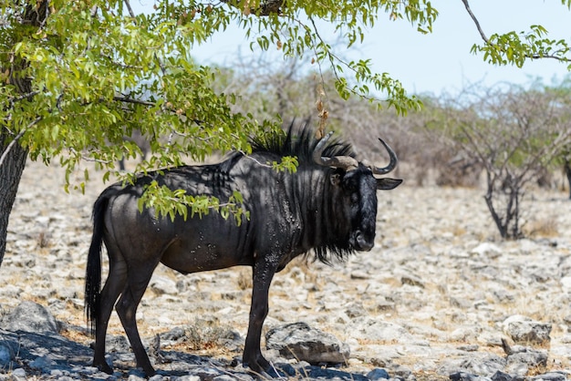 Wilde GNU-antilope binnen in Afrikaans nationaal park