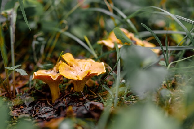 Wilde goudkleurige cantharelpaddestoelen in bos