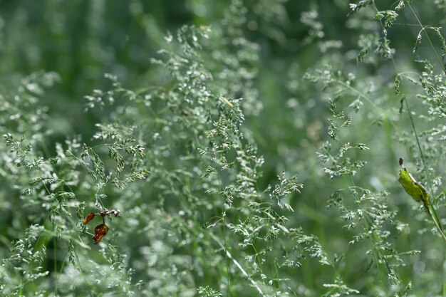 Wilde gras achtergrond