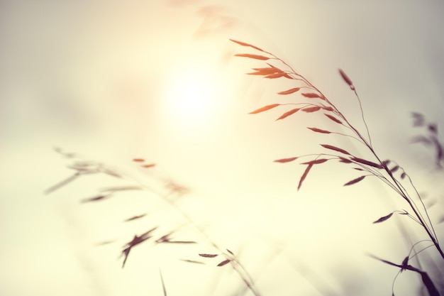 Wilde grassen in een veld bij zonsondergang. Ondiepe scherptediepte, vintage filter