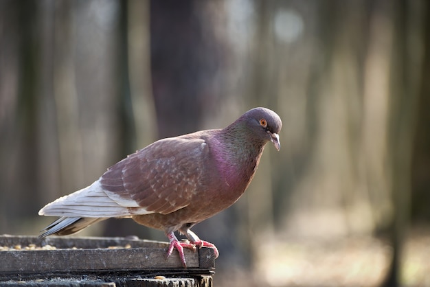 Wilde gray pigeon on the feeder among the city park trees.