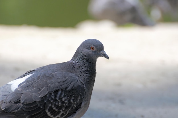 Wilde grijze duif close-up