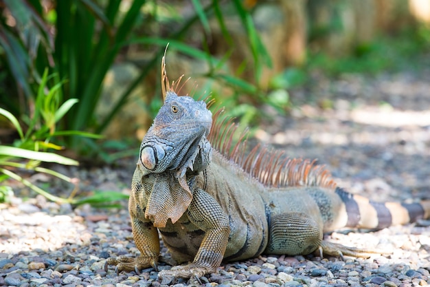 Wilde groene hagedis of leguaan bebaarde draak reptiel dier zonnige zomer buiten zit in de buurt van gras op natuurlijke achtergrond