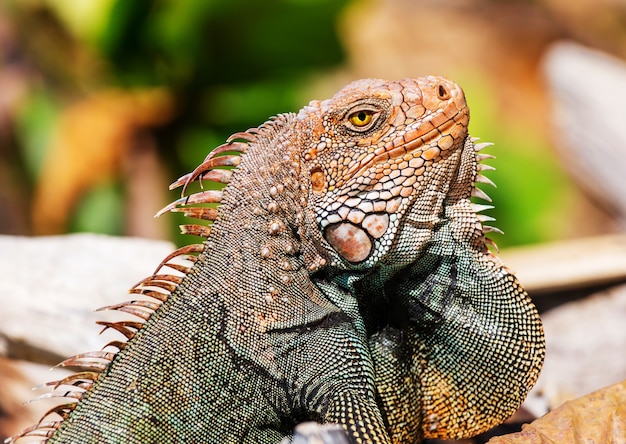 Wilde groene leguaan in Costa Rica