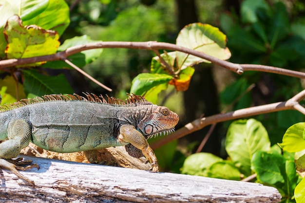 Wilde groene leguaan in Costa Rica