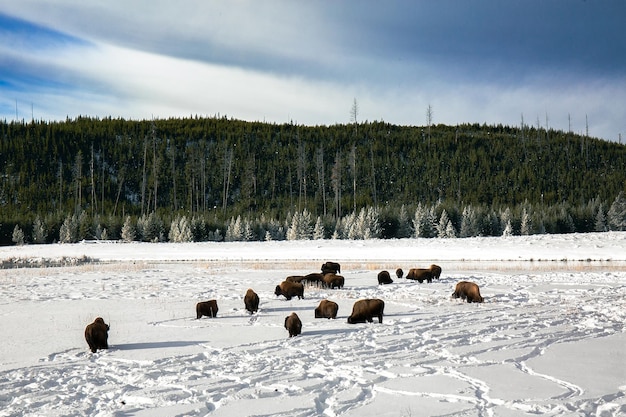 Foto wilde groep bizons in het winterlandschap in het yellowstone national park, vs