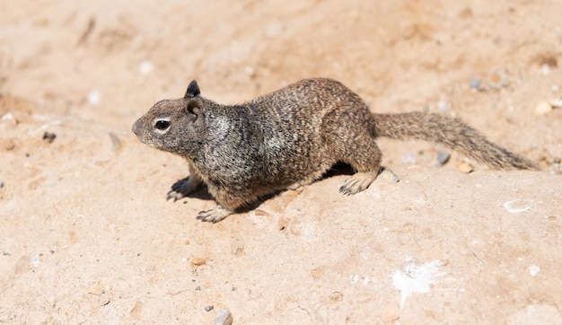 Wilde grondeekhoorn knaagdier marmotini dier op rotsachtige bodem