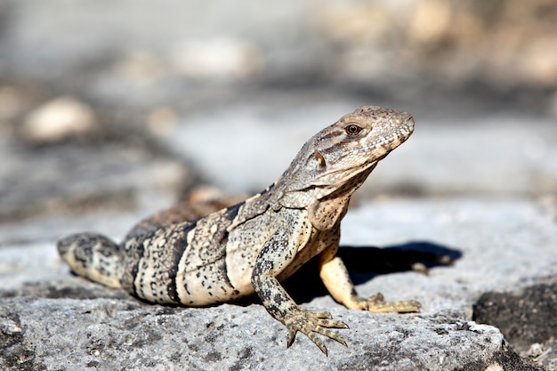 Wilde hagedis op de rots onder de zon