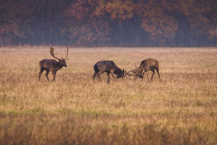 Foto wilde herten dama dama vechten in de herfst magische ochtend in de bossen van roemenië