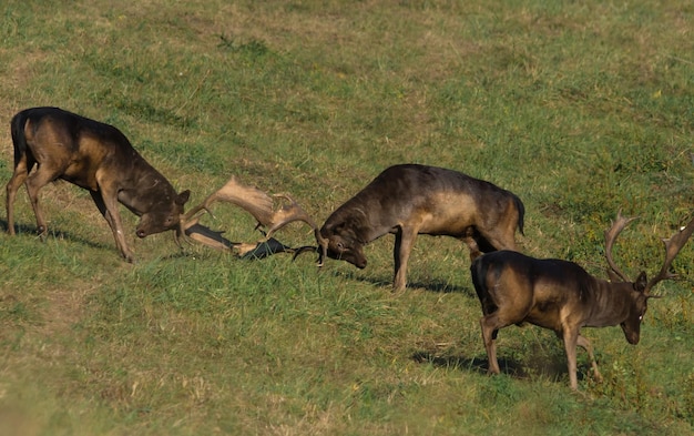 Foto wilde herten dama dama vechten in de zomer in hun natuurlijke leefgebied