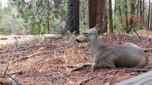 Wilde herten familie yosemite bos californië wildlife fauna doe fawn of hind