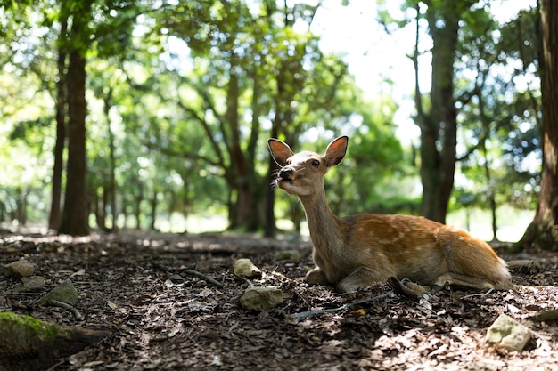 Wilde herten in Nara-park