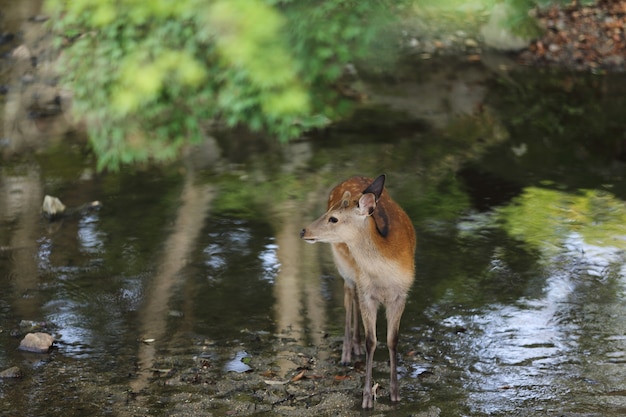 Wilde herten in nara stad Japan