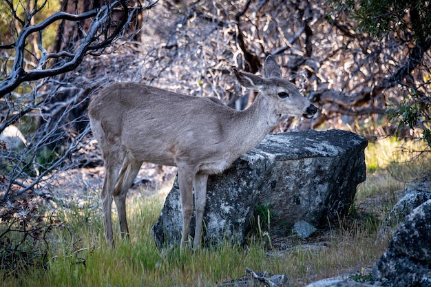 Wilde herten in Yosemite NP