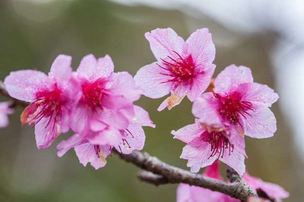 Wilde Himalaya Kers op boom gelegen in Doi Ang Khang, Chiang Mai