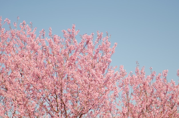 Wilde Himalaya-kers, Prunus cerasoides