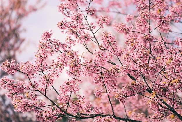 Wilde himalaya-kersenbloesem op boom, mooie roze sakura-bloem bij winterlandschapsboom met blauwe lucht